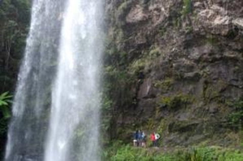 Springbrook National Park Discovery Full-Day Bushwalking Tour - New Castle Holiday 27