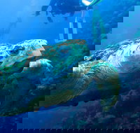 Scuba Dive the S.S. Yongala Wreck on the Great Barrier Reef. - New Castle Holiday