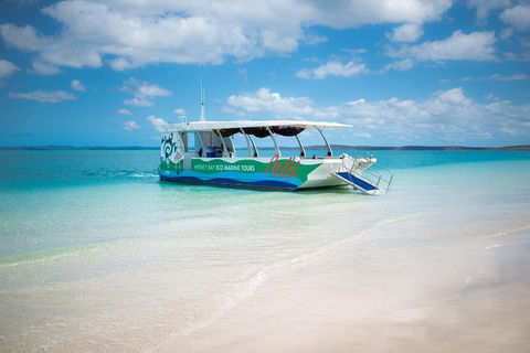 Great Sandy Marine Park Turtle Discovery And Cultural Eco Tour - New Castle Holiday 5