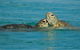 Great Sandy Marine Park Turtle Discovery And Cultural Eco Tour - thumb 7