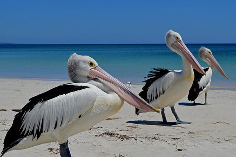 Great Sandy Marine Park Turtle Discovery And Cultural Eco Tour - New Castle Holiday 4