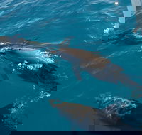 Fraser Island  Dolphin Sailing Adventure - New Castle Holiday