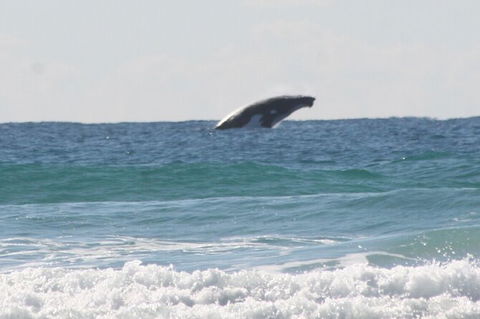 10-Day Surf Adventure From Brisbane To Sydney Including Coffs Harbour, Byron Bay And Gold Coast - New Castle Holiday 6