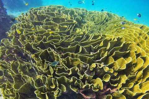 Great Barrier Reef Dive And Snorkel Cruise From Mission Beach - New Castle Holiday 5