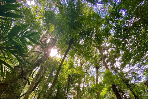 Springbrook Full Day Tour - New Castle Holiday 11