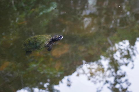 Whitsundays Tropical Rainforest, Waterfalls And Airlie Beach Eco Experience - New Castle Holiday 12