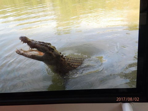 Hartley's Crocodile Adventures Day Trip From Cairns - New Castle Holiday 4