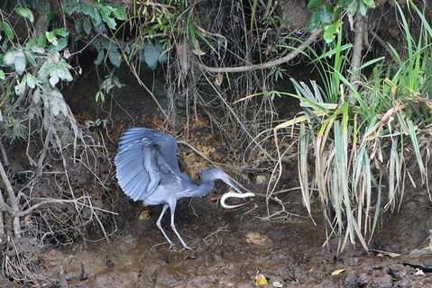 Daintree River Cruise - New Castle Holiday 4