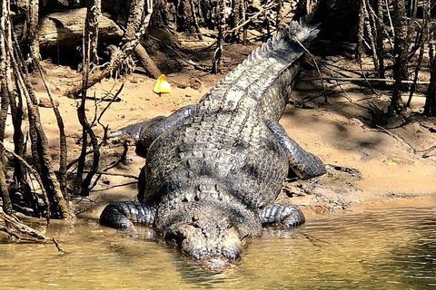 Daintree River Cruise - New Castle Holiday 9