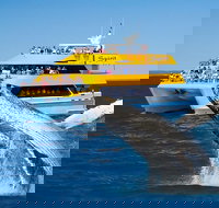 Spirit of Hervey Bay Whale Watching Cruise - New Castle Holiday