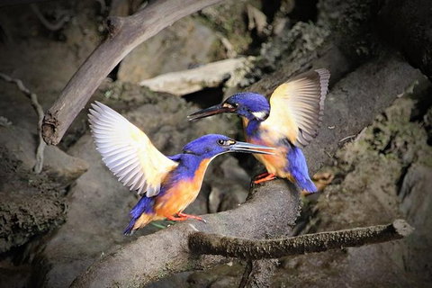 Daintree River Sunset Cruise - New Castle Holiday 1