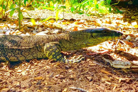Small-Group 4WD Springbrook National Park Day Trip From Brisbane - New Castle Holiday 4