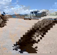 Magnetic Island Tour Maggie Comprehensive - New Castle Holiday