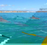 Half-Day Kayak with Dolphins and 4WD Beach Drive from Rainbow Beach - New Castle Holiday