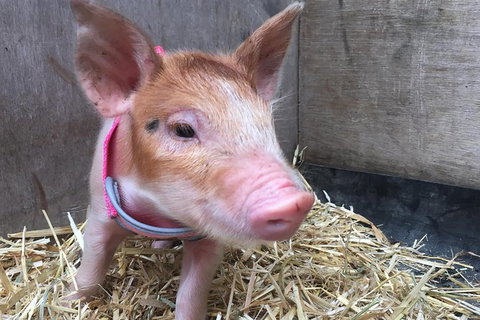 Half Day Animal Tour - New Castle Holiday 3