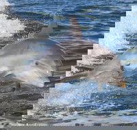 Noosa Oceanrider Scenic Dolphin Safari - New Castle Holiday