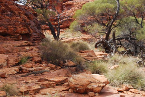 Kings Canyon Day Trip From Ayers Rock - New Castle Holiday 24
