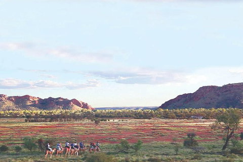 Alice Springs Camel Tour - New Castle Holiday 3