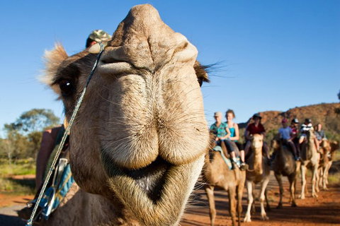Alice Springs Camel Tour - New Castle Holiday 10
