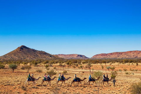 Alice Springs Camel Tour - New Castle Holiday 5