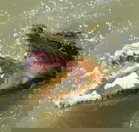 Darwin Jumping Crocodiles Cruise on Adelaide River - New Castle Holiday