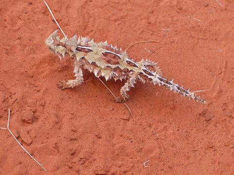 Alice Springs Highlights Half-Day Tour - New Castle Holiday 5