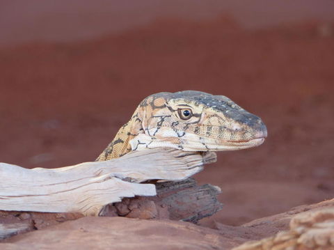 Alice Springs Highlights Half-Day Tour - New Castle Holiday 6