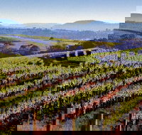 Private Day Trip to Hunter Valley from Sydney with Pickup - New Castle Holiday