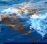 Port Stephens Day Tour From Sydney Including 4WD Sandboarding and Dolphins - New Castle Holiday