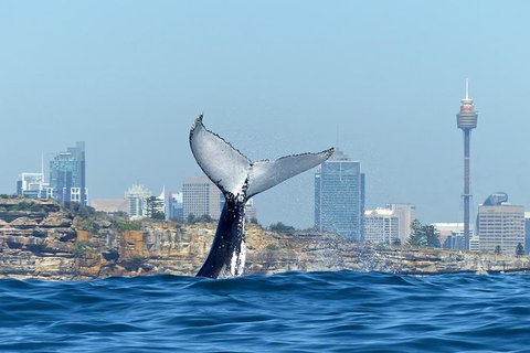 Sydney Whale-Watching Cruise Including Lunch Or Breakfast - New Castle Holiday 1