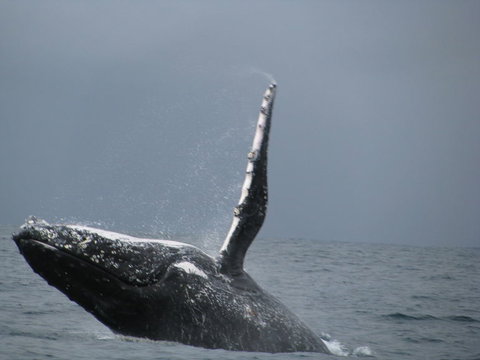 Sydney Whale-Watching Cruise Including Lunch Or Breakfast - New Castle Holiday 2