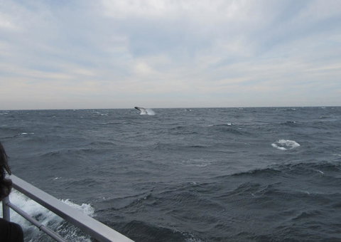 Sydney Whale-Watching Cruise Including Lunch Or Breakfast - New Castle Holiday 8