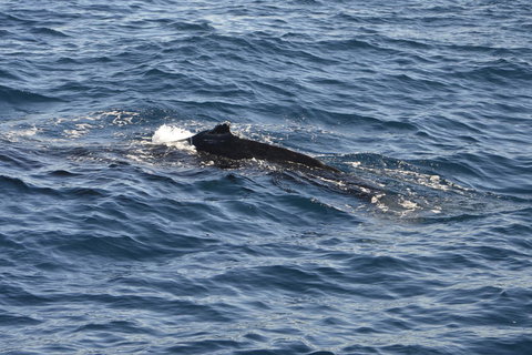 Sydney Whale-Watching Cruise Including Lunch Or Breakfast - New Castle Holiday 13