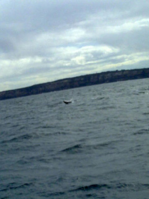 Sydney Whale-Watching Cruise Including Lunch Or Breakfast - New Castle Holiday 12