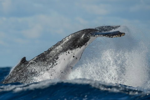 Sydney Whale-Watching Cruise Including Lunch Or Breakfast - New Castle Holiday 22