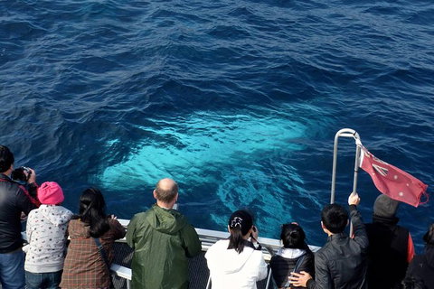 Sydney Whale-Watching Cruise Including Lunch Or Breakfast - New Castle Holiday 15