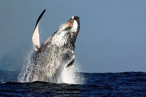 Sydney Whale-Watching Cruise Including Lunch Or Breakfast - New Castle Holiday 14