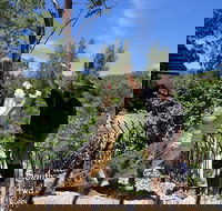 Private Shoalhaven Zoo Experience from Sydney - New Castle Holiday