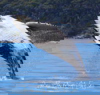 Whale Watching Jervis Bay - New Castle Holiday