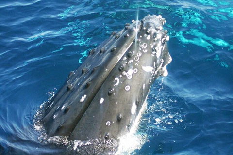 Whale Watching Jervis Bay - New Castle Holiday 3
