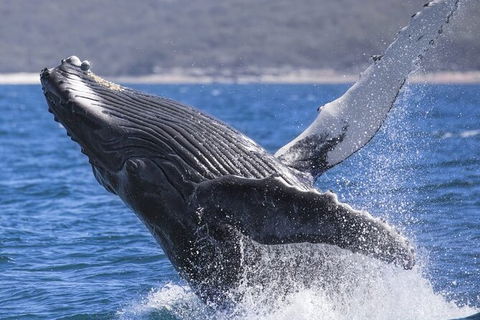 Whale Watching Jervis Bay - New Castle Holiday 2