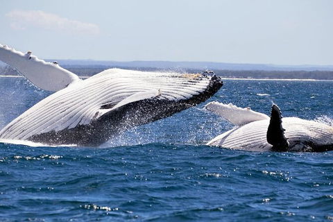 Whale Watching Jervis Bay - New Castle Holiday 4