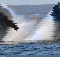 Jervis Bay Whale Watching Tour - New Castle Holiday
