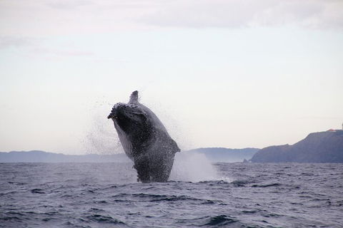 Byron Bay Whale Watching Cruise - New Castle Holiday 9