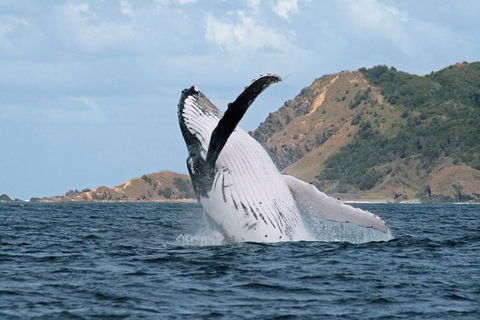 Byron Bay Whale Watching Cruise - New Castle Holiday 7