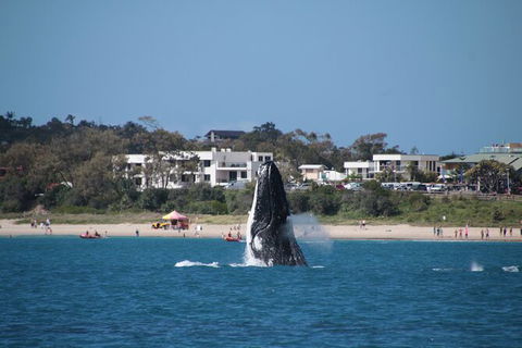 Byron Bay Whale Watching Cruise - New Castle Holiday 11