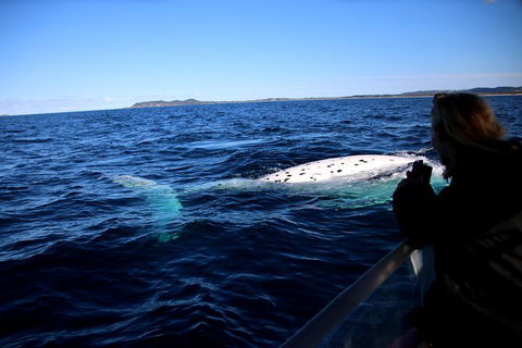 Byron Bay Whale Watching Cruise - New Castle Holiday 8
