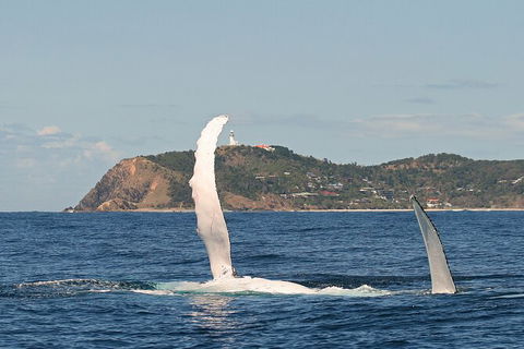 Byron Bay Whale Watching Cruise - New Castle Holiday 4
