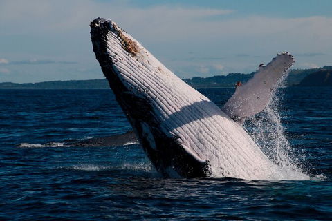 Byron Bay Whale Watching Cruise - New Castle Holiday 5