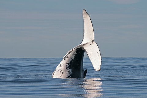 Byron Bay Whale Watching Cruise - New Castle Holiday 3